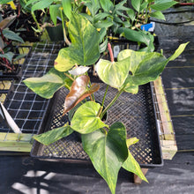 Load image into Gallery viewer, Anthurium Andraeanum White Heart, Exact Plant Variegated Ships Nationwide