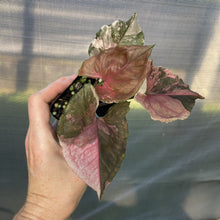 Load image into Gallery viewer, Syngonium Strawberry Ice Variegated exact plant, Fedex 2day*