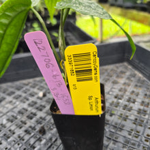 Load image into Gallery viewer, Anthurium Sp. Limon, Exact Plant Ships Nationwide