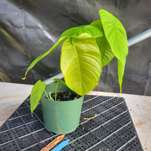 Load image into Gallery viewer, Philodendron Sharoniae, Exact Plant Ships Nationwide