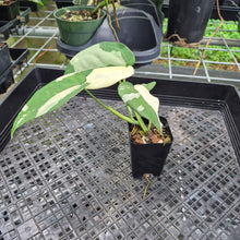 Load image into Gallery viewer, Syngonium Chiapense Variegated exact plant, Fedex 2day*