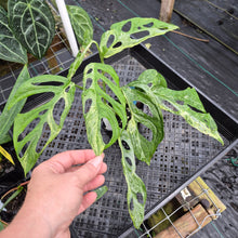 Load image into Gallery viewer, Monstera Adansonii Mint "Indonesia", Exact Plant Variegated Ships Nationwide