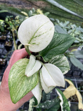 Load image into Gallery viewer, Scindapsus Moonlight Marble Variegated 2.5" pot, Fedex 2day*