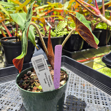 Load image into Gallery viewer, Philodendron Verrucosum Amazon Sunset, Exact Plant Ships Nationwide