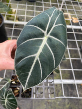Load image into Gallery viewer, Alocasia Longiloba Grandis x Sanderiana 'Mark Campbell' 2.5" pot, Fedex 2day*