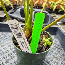 Load image into Gallery viewer, Anthurium Anuenue Obake Bicolor pink/green Fedex 2day