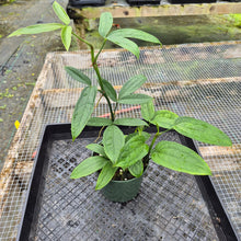Load image into Gallery viewer, Anthurium Pentaphyllum, Exact Plant Ships Nationwide