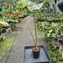 Load image into Gallery viewer, Alocasia Longiloba Lowii exact plant, Fedex 2day*
