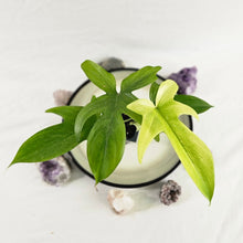 Load image into Gallery viewer, Philodendron Florida Ghost, Exact Plant Ships Nationwide