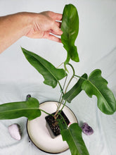 Load image into Gallery viewer, Jerry Horne, exact plant, Philodendron, ships nationwide