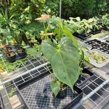 Load image into Gallery viewer, Anthurium Shibori Variegated exact plant, Fedex 2day*