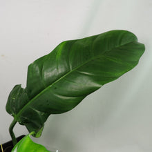 Load image into Gallery viewer, Philodendron Barrosoanum Narrow Form 4" pot, Fedex 2 day*