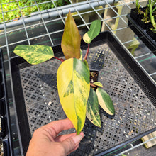 Load image into Gallery viewer, Philodendron Strawberry Shake Variegated exact plant, Fedex 2day*