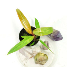 Load image into Gallery viewer, Philodendron Orange Marmalade, Starter Plant, Shipped Nationwide