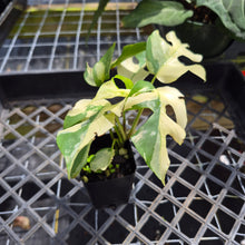 Load image into Gallery viewer, Rhaphidophora Tetrasperma Albo, Exact Plant Variegated Ships Nationwide