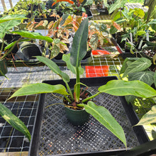 Load image into Gallery viewer, Philodendron Giant Orlando, Exact Plant Ships Nationwide