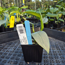 Load image into Gallery viewer, Philodendron Hastatum Silver Sword, Exact Plant Variegated Ships Nationwide