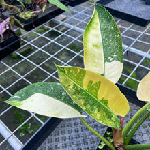 Load image into Gallery viewer, Philodendron Green Congo Nuclear Variegated 4" pot, Fedex 2day*