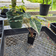 Load image into Gallery viewer, Alocasia Longiloba Black Satun Stardust Variegated, Exact Plant Ships Nationwide