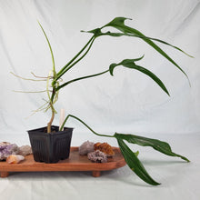 Load image into Gallery viewer, Philodendron Holtonianum, 4” pot, Fedex 2 day*
