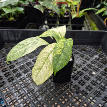 Load image into Gallery viewer, Rhaphidophora Puberula, Exact Plant Variegated Ships Nationwide