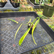 Load image into Gallery viewer, Philodendron Holtonianum Variegated, Exact Plant Ships Nationwide