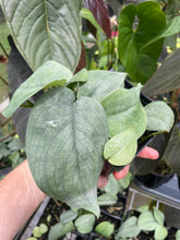 Load image into Gallery viewer, Scindapsus Silver Hero 4" pot, Fedex 2day*