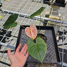 Load image into Gallery viewer, Anthurium Peppermint Splash, Shibori AFF, speckled , Exact Plant