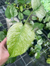 Load image into Gallery viewer, Monstera Deliciosa White Monster Variegated 2.5" Pot, Fedex 2 day*