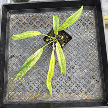 Load image into Gallery viewer, Anthurium Vittarifolium , Exact Plant Variegated Ships Nationwide