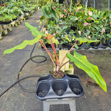 Load image into Gallery viewer, Philodendron Orange Marmalade, Exact Plant Ships Nationwide