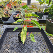 Load image into Gallery viewer, Alocasia Macrorrhiza Schock Treatment, Exact Plant Variegated Ships Nationwide