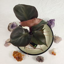 Load image into Gallery viewer, Philodendron Red Heart 4" pot, Fedex 2 day*