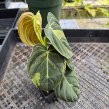 Load image into Gallery viewer, Philodendron Melanochrysum, Exact Plant Variegated Ships Nationwide
