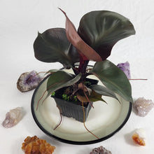 Load image into Gallery viewer, Philodendron Red Heart 4" pot, Fedex 2 day*