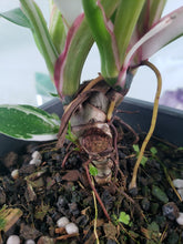 Load image into Gallery viewer, Philodendron White Princess, Exact Plant Variegated