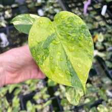 Load image into Gallery viewer, Monstera Deliciosa Aurea variegated 2.5" pot 2DayAir