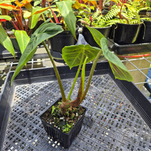 Load image into Gallery viewer, Philodendron Verrucosum Melon, Exact Plant Ships Nationwide