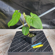 Load image into Gallery viewer, Philodendron Pastazanum, Exact Plant Ships Nationwide