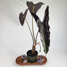 Load image into Gallery viewer, Alocasia Longiloba, Denudata, Exact Plant