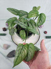 Load image into Gallery viewer, Siltepecana El Salvadore, exact plant, multi pot of 5, Monstera, ships nationwide