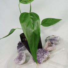 Load image into Gallery viewer, Anthurium Spectabile, small, ships nationwide