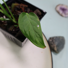 Load image into Gallery viewer, Monstera adansonii Laniata Shipped Nationwide