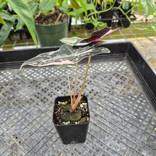 Load image into Gallery viewer, Alocasia nobilis pink Variegated Ships Nationwide