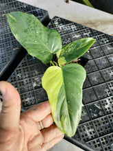 Load image into Gallery viewer, Philodendron Bipennifolium, Exact Plant Variegated Ships Nationwide