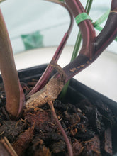 Load image into Gallery viewer, Pink Princess, exact plant, variegated Philodendron, ships nationwide