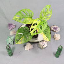 Load image into Gallery viewer, Monstera Adansonii Aurea Variegated 4" pot, Fedex 2day*