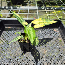 Load image into Gallery viewer, Homalomena Schismatoglottis Wallichii Variegated, exact plant, Fedex 2day*