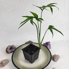 Load image into Gallery viewer, Monstera Subpinnata, Exact Plant