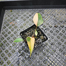 Load image into Gallery viewer, Homalomena Rubescens Pink Diamond, Exact Plant Variegated